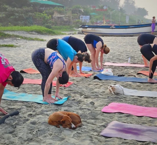 Ashtanga Teacher Training Ashtanga Teacher Training